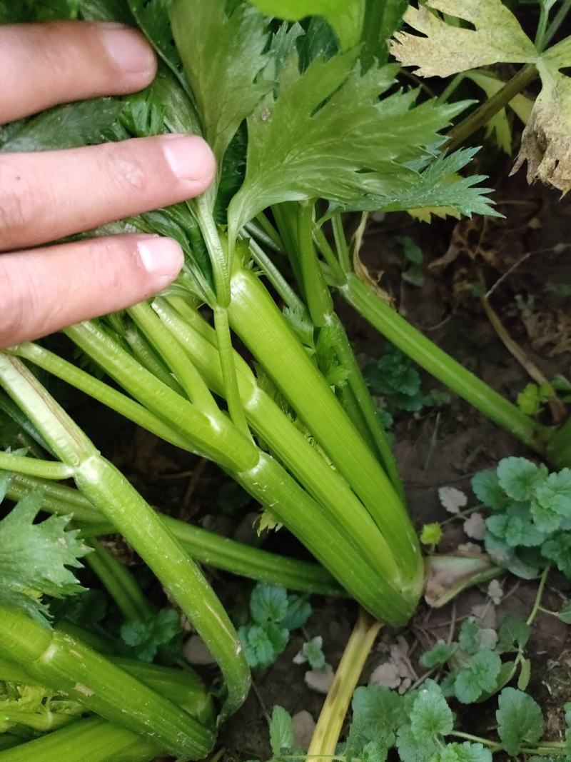 山东菏泽定陶区黄店镇西芹上市了，净菜，毛菜都有，请联系我