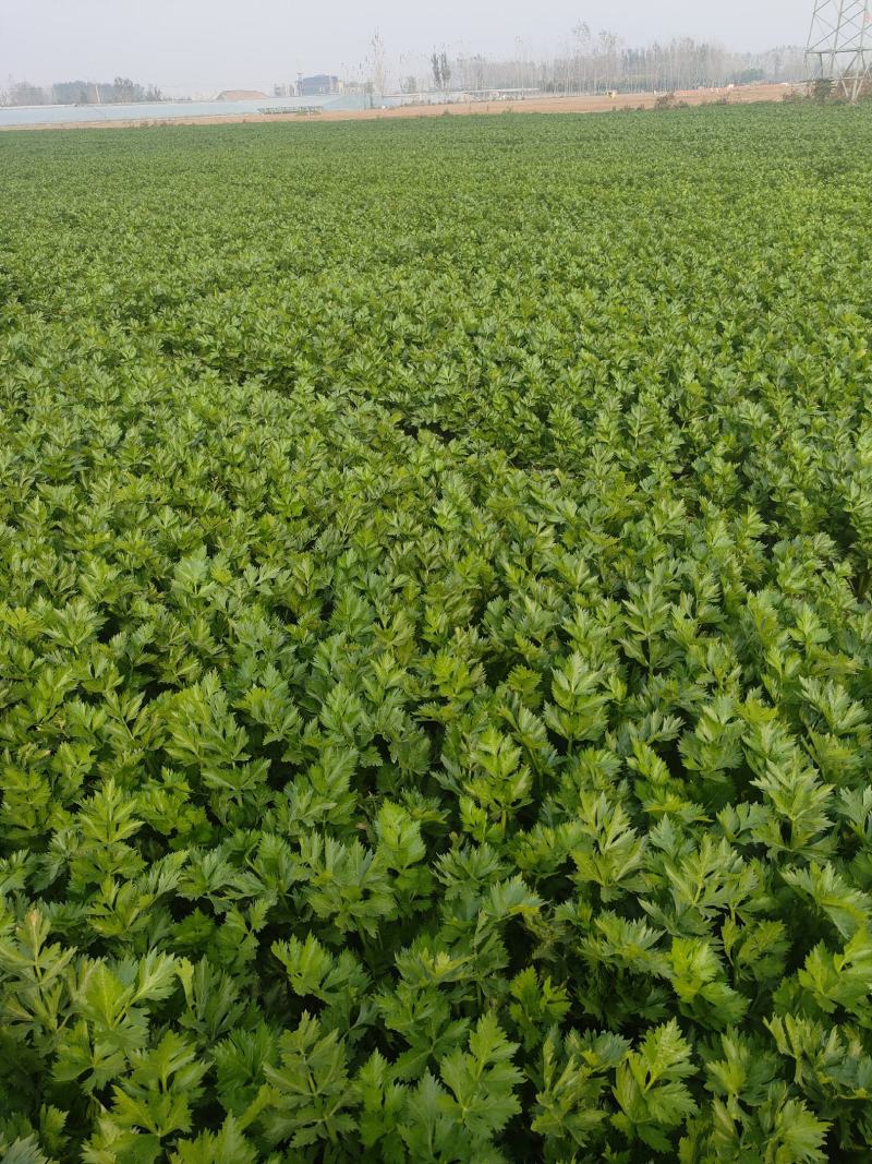 山东菏泽定陶区黄店镇西芹上市了，净菜，毛菜都有，请联系我