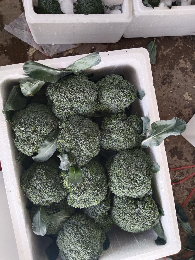 西蓝花，刚刚上市，颜色绿，质量非常好，有需要的联系
