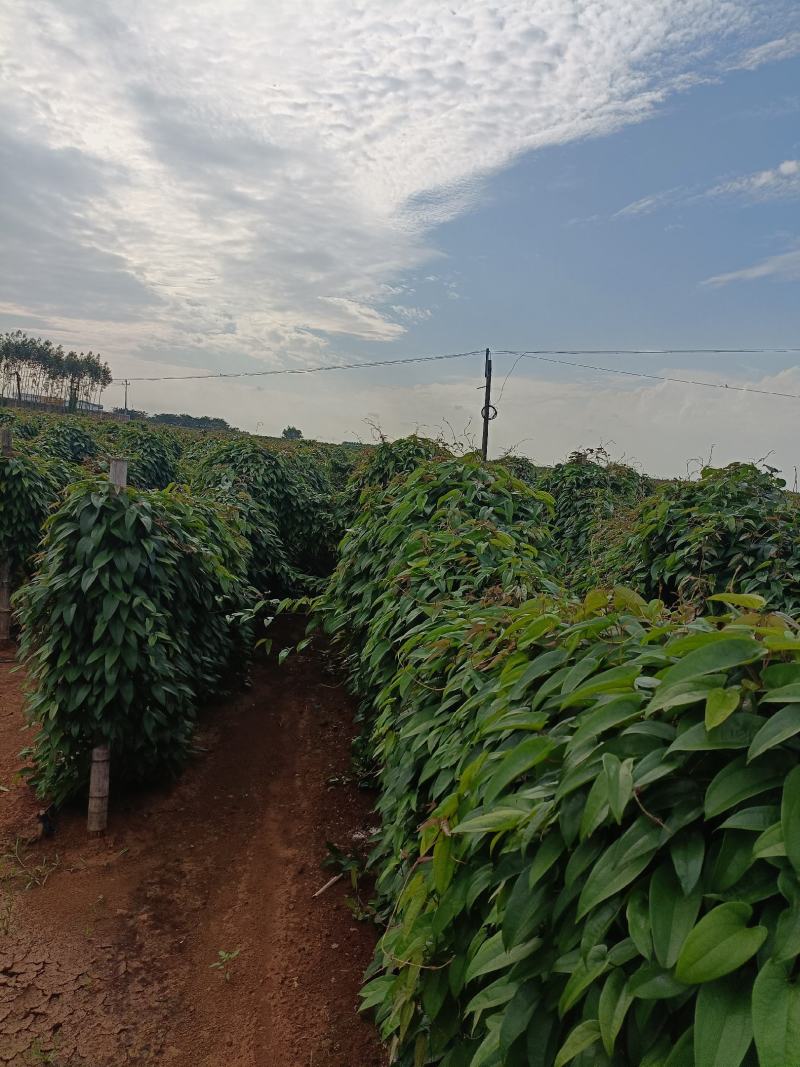 湛江精品红沙地毛薯，条型好，入口即化。