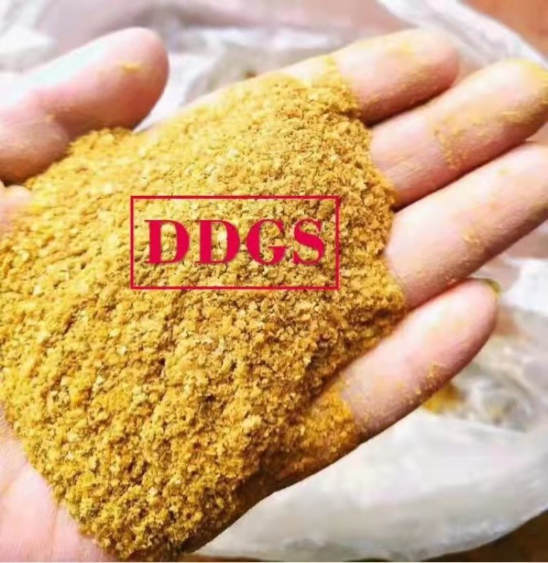 烘干玉米高蛋白DDGS，可替代部分玉米，降本增效。