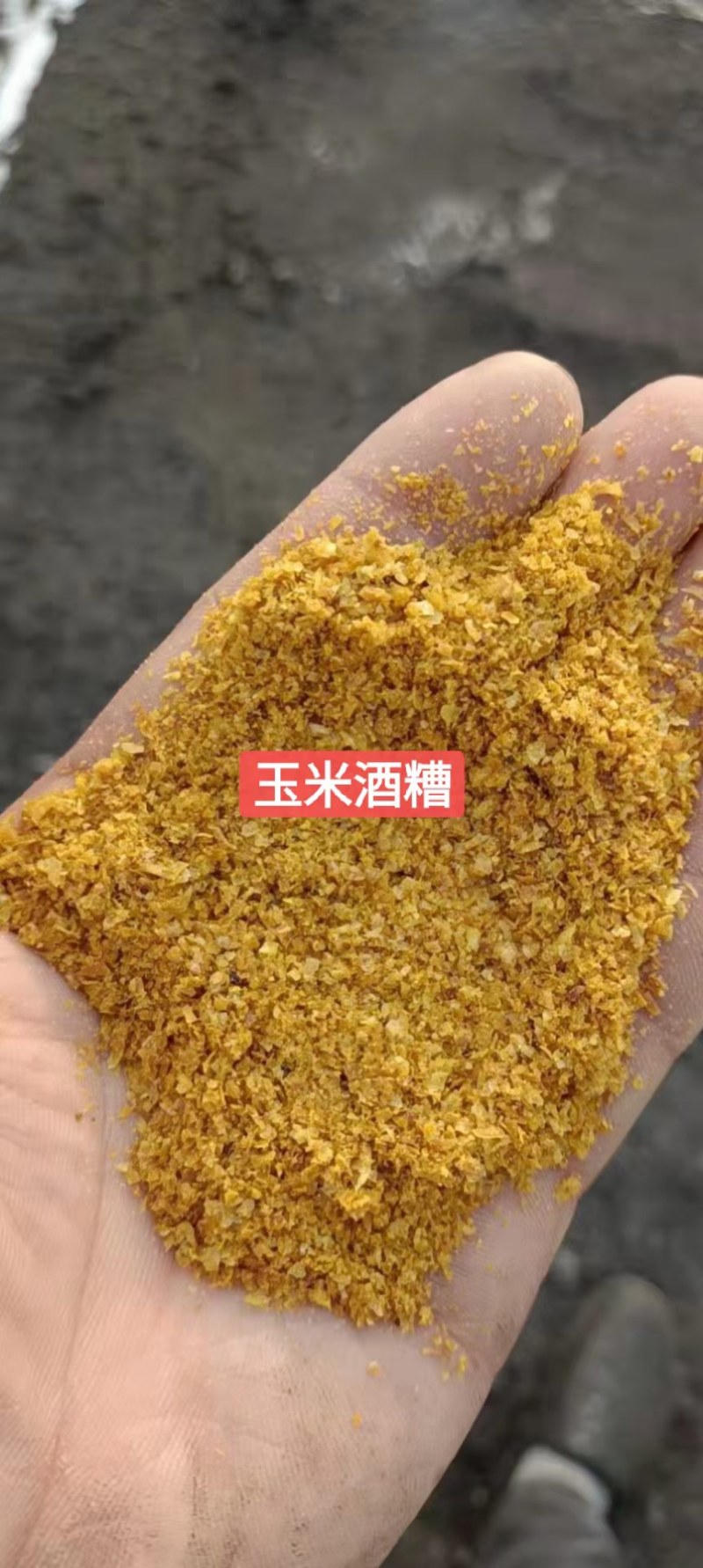 烘干玉米高蛋白DDGS，可替代部分玉米，降本增效。