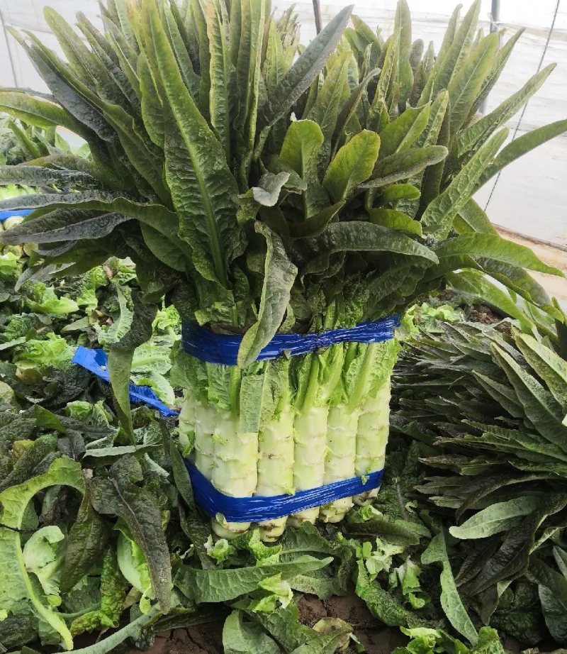 《热卖中》安徽砀山莴笋莴苣菜产地直供品质严控可视频看货