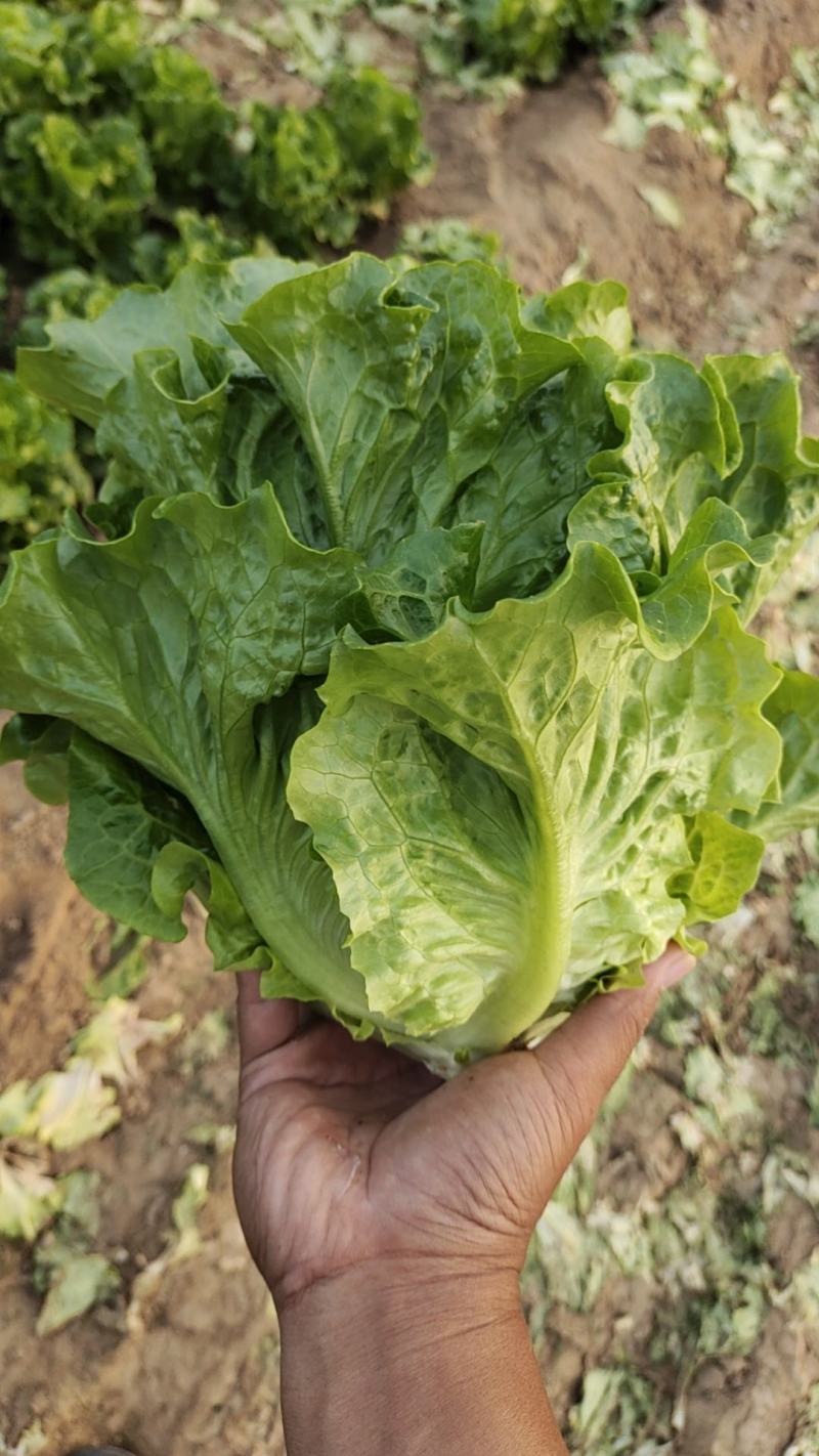 意大利生菜4两~5两基地直供品质保证，欢迎来电洽谈合作