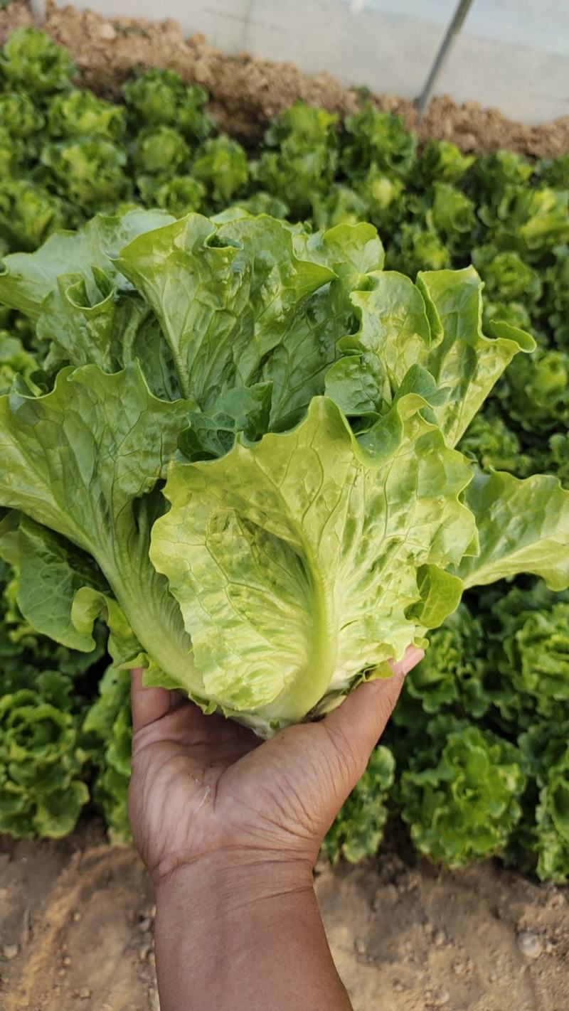 意大利生菜4两~5两基地直供品质保证，欢迎来电洽谈合作