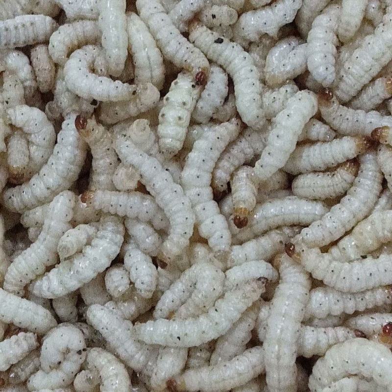 云南西双版纳傣族自治州竹虫一手货源
