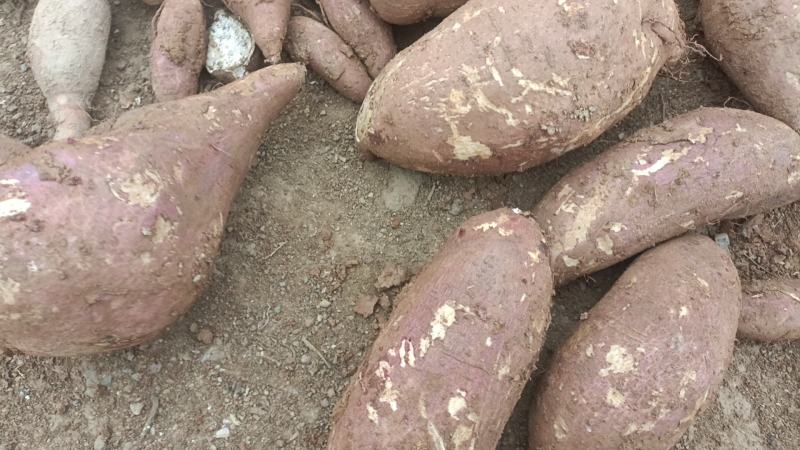 《实力》湖北板栗薯济26产地直销工厂专用价格便宜出粉率高