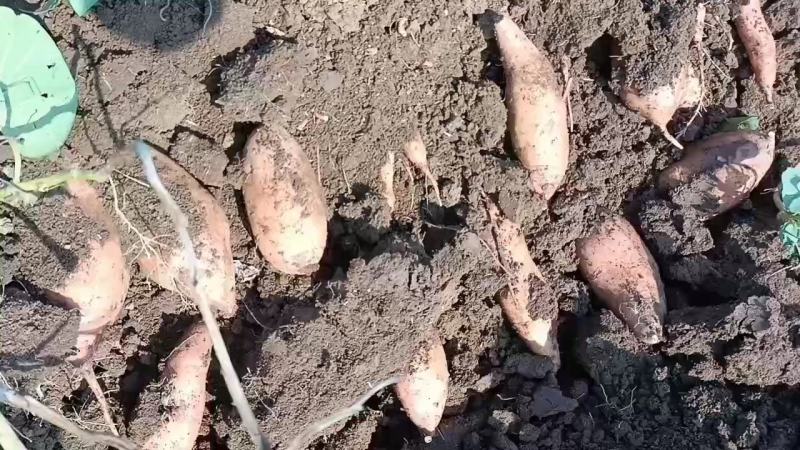 《实力》龙薯湖北龙九红薯产地货源供工厂，电商大甩量大