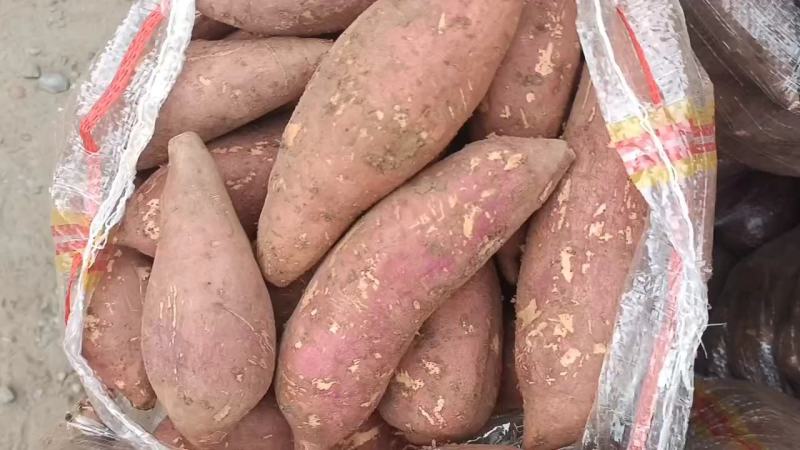 《精选》湖北宜城西瓜红薯大量上市专业代收代发产地直供