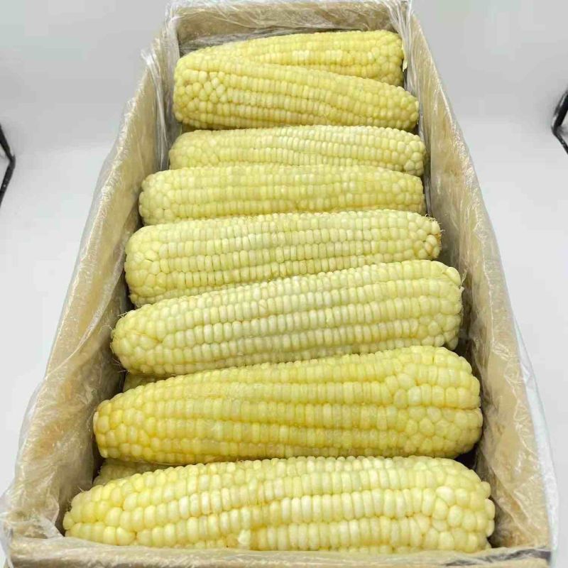 大量东北速冻粘糯玉米对接社区团口档口批发商