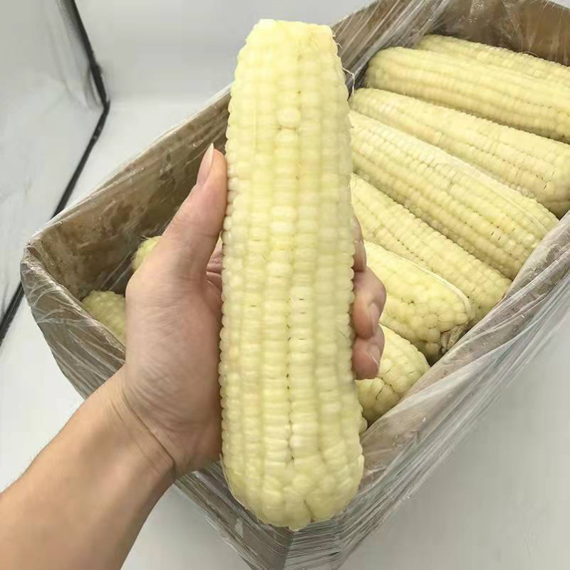 大量东北速冻粘糯玉米对接社区团口档口批发商