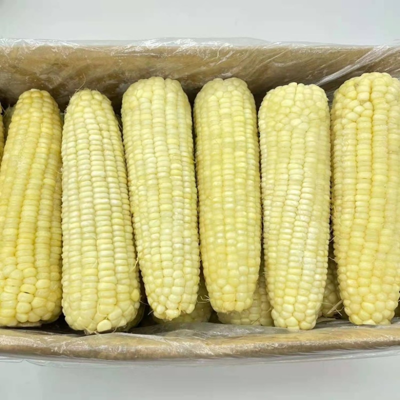 大量东北速冻粘糯玉米对接社区团口档口批发商