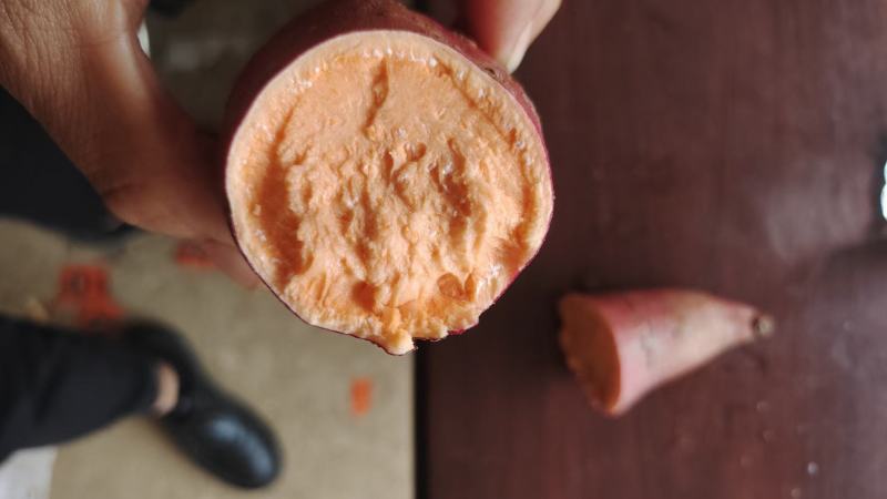 《畅销》湖北优质精品红薯龙薯龙九大量出货中支持一件代发