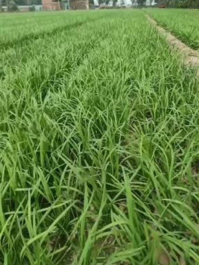 精品韭菜，头刀，二刀，价格美丽，欢迎叨扰。