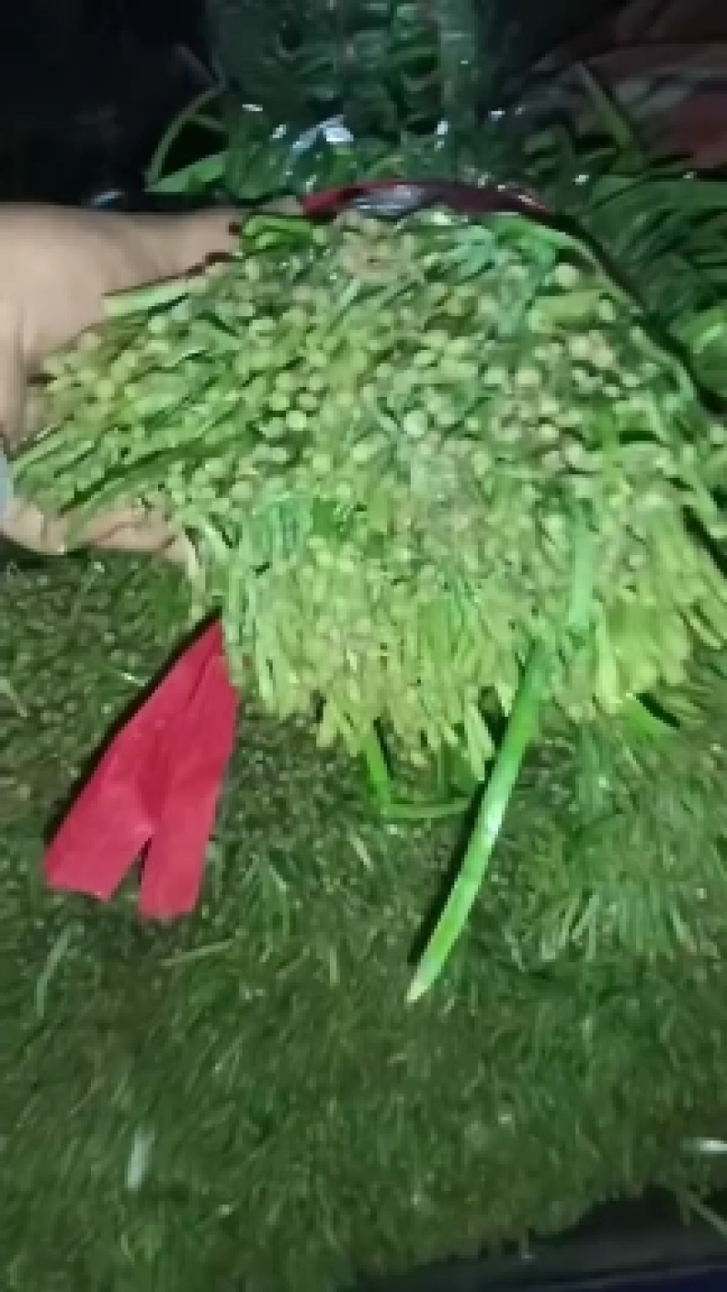 精品韭菜，头刀，二刀，价格美丽，欢迎叨扰。