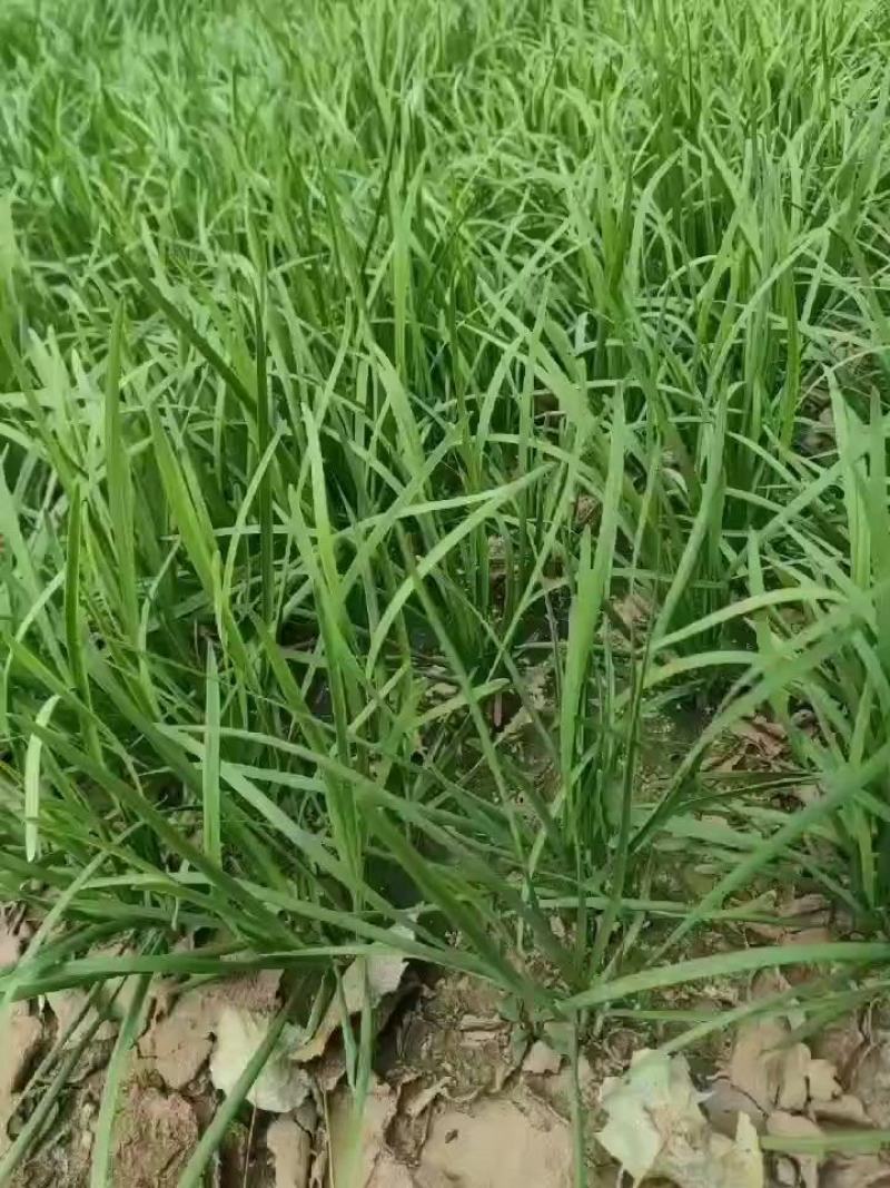 精品韭菜，头刀，二刀，价格美丽，欢迎叨扰。