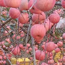 陕西延安洛川正宗红富士苹果大量供应新鲜采摘对接全国市场