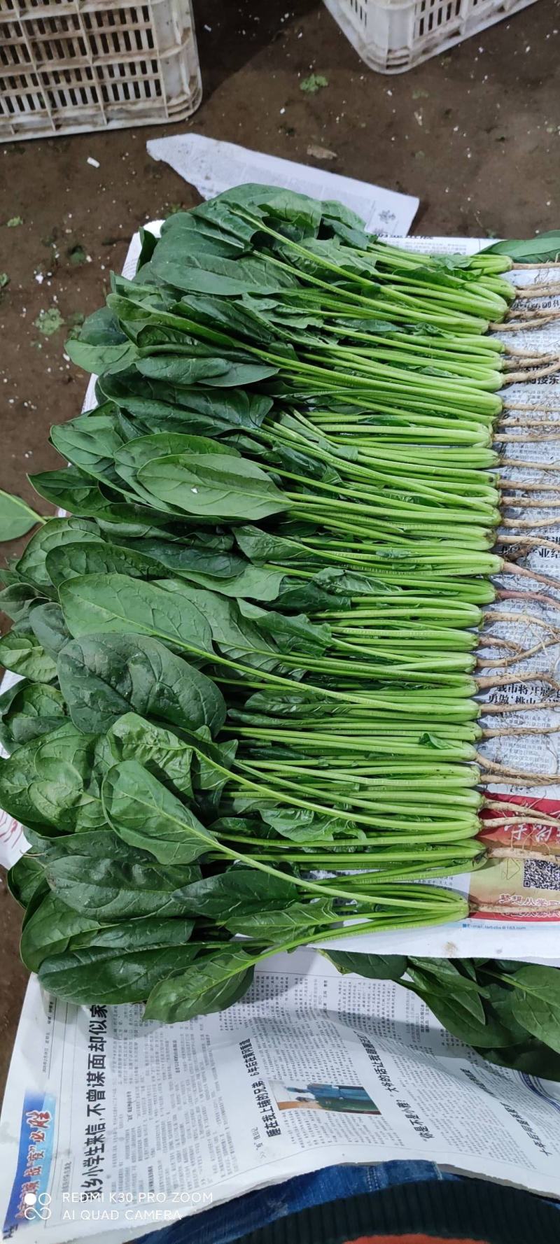 聊城精品大叶菠菜，产地直发，超市电商，社区团购，按需包装