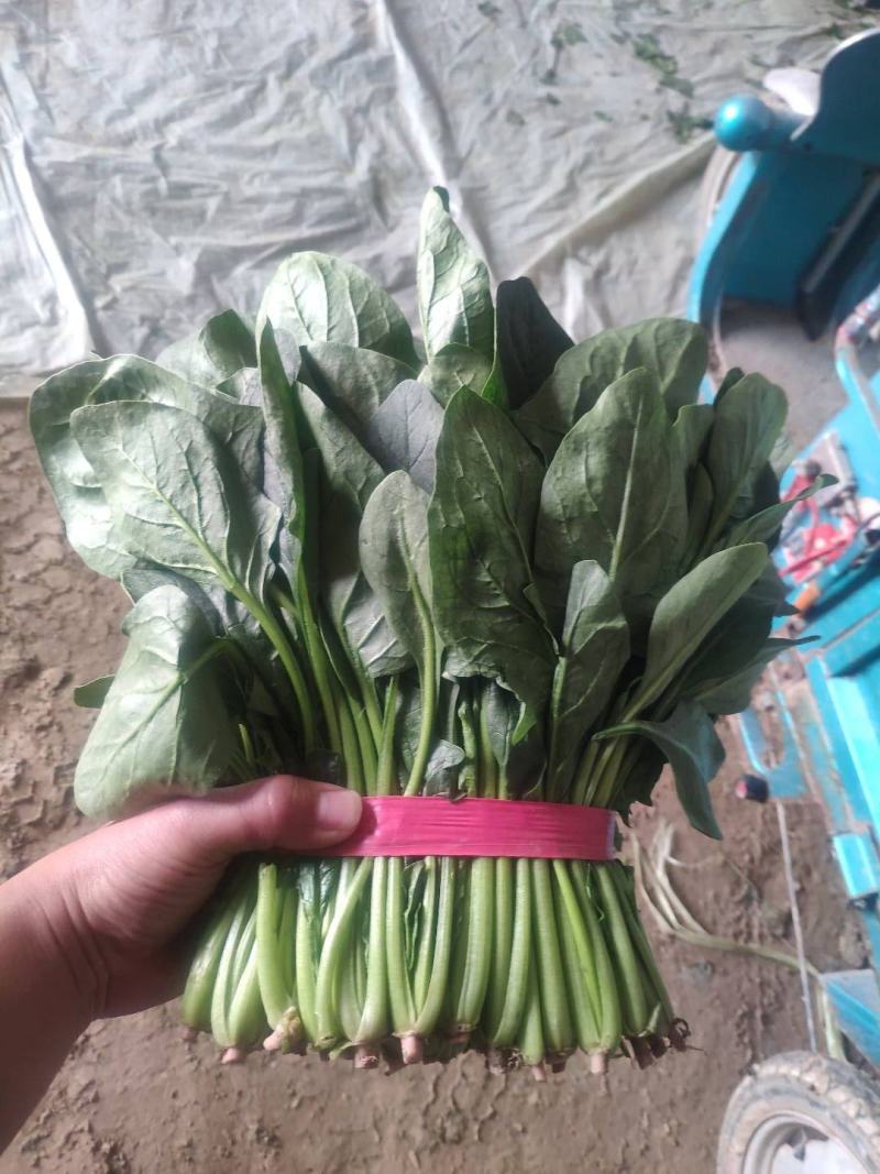 聊城精品大叶菠菜，产地直发，超市电商，社区团购，按需包装