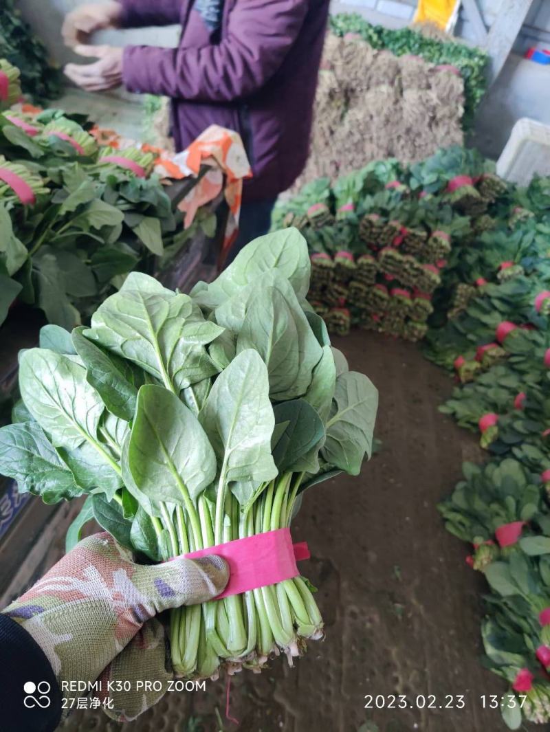 聊城精品大叶菠菜，产地直发，超市电商，社区团购，按需包装