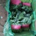 聊城精品大叶菠菜，产地直发，超市电商，社区团购，按需包装