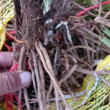 祁东黄花种苗产地直发现挖苗四月花冲里花猛子花台湾观赏花