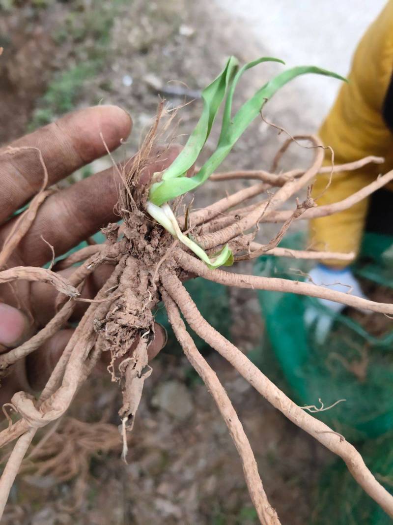 祁东黄花种苗产地直发现挖苗四月花冲里花猛子花台湾观赏花