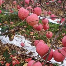 【精品】陕西正宗洛川红富士苹果大量供应保质保量对接全国