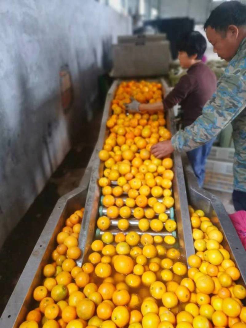精品冰糖橙正宗麻阳富硒冰糖橙货源充足量大从欢迎咨询
