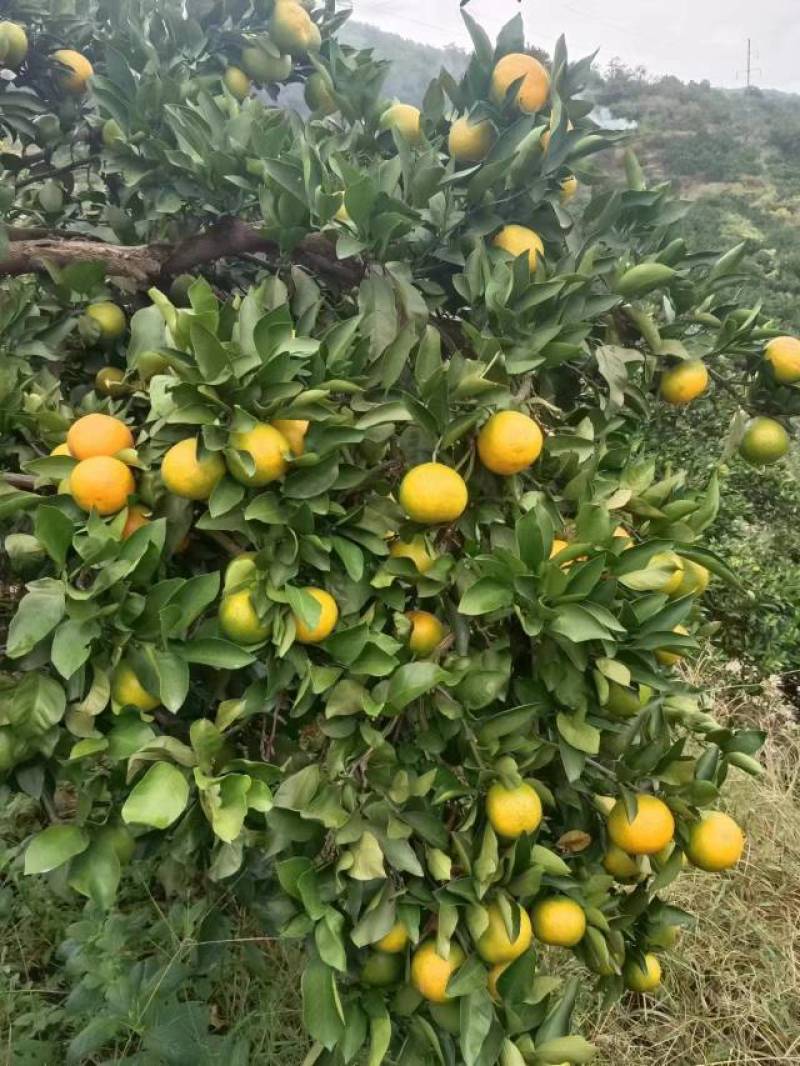 精品冰糖橙正宗麻阳富硒冰糖橙货源充足量大从欢迎咨询