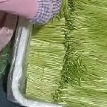 云南芦蒿