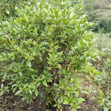 栀子苗，黄栀子苗，一年三季开花，可以做观赏树。