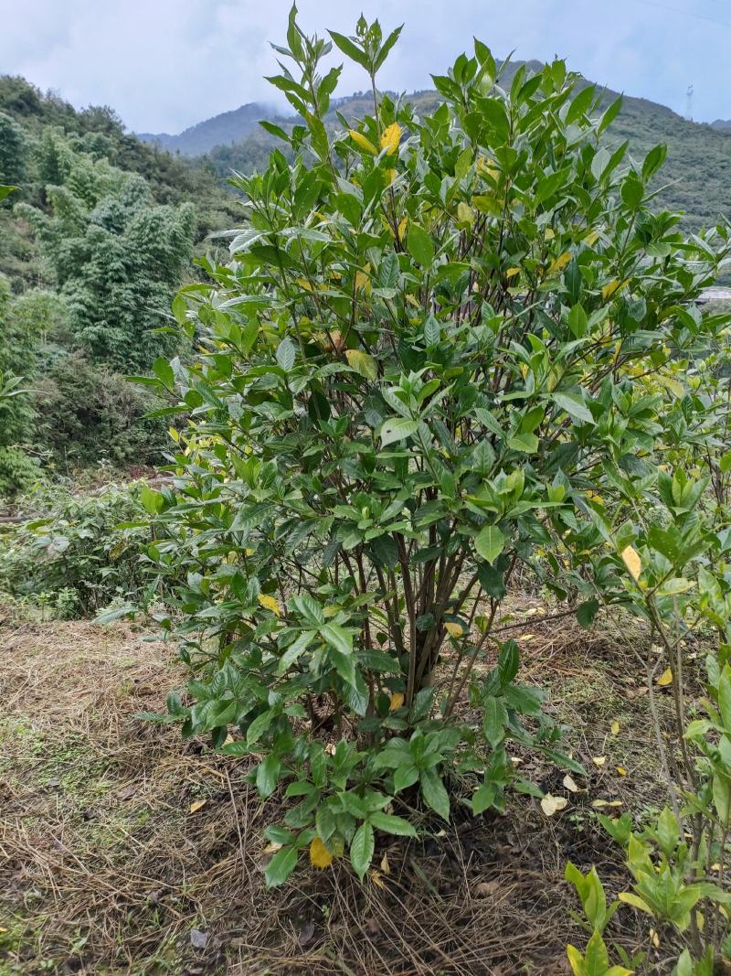栀子苗，黄栀子苗，一年三季开花，可以做观赏树。