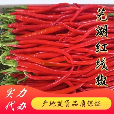 芜湖精品红线椒大量上市中产地发货支持视频看货实地考察