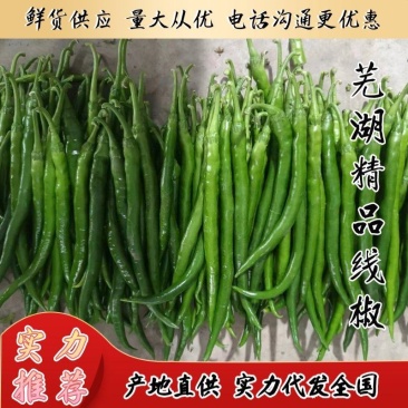 【精品线椒】芜湖线椒鲜货供应产地发货实力代发全国