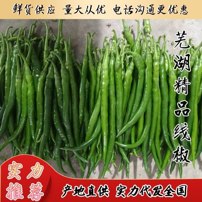 【精品线椒】芜湖线椒鲜货供应产地发货实力代发全国