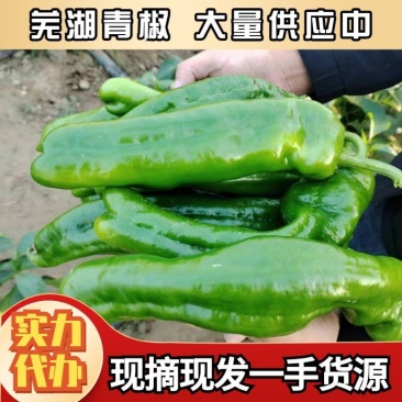 芜湖大青椒，鲜辣椒现摘现发产地一手货源支持视频看货