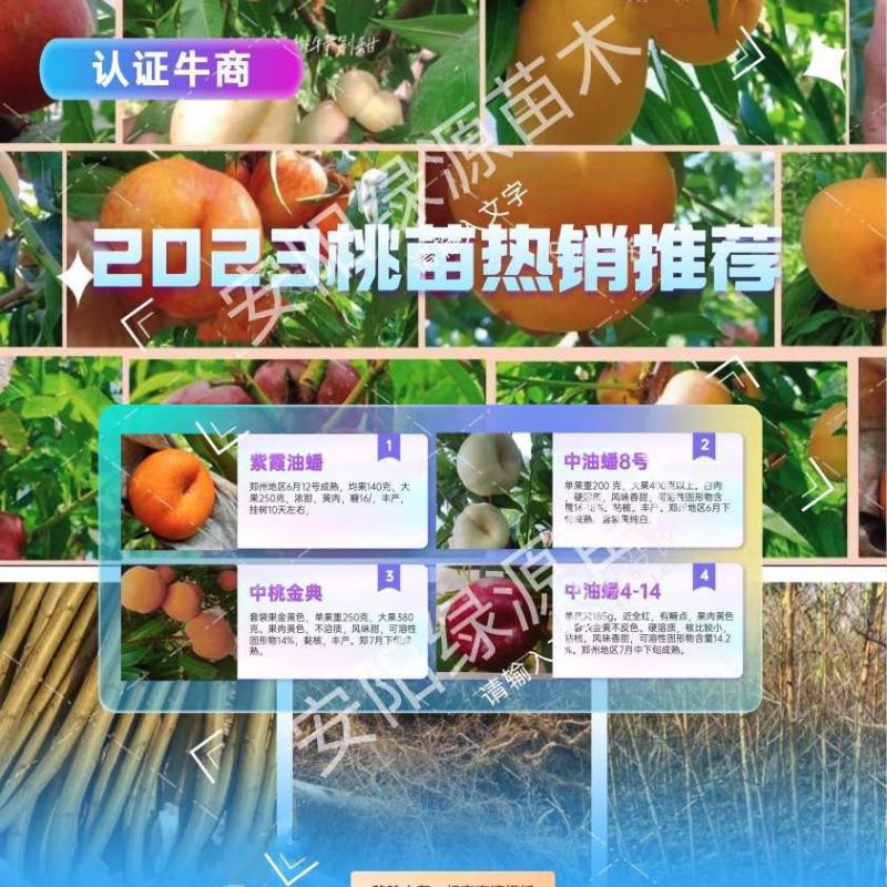 新品种桃树苗