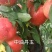新品种桃树苗