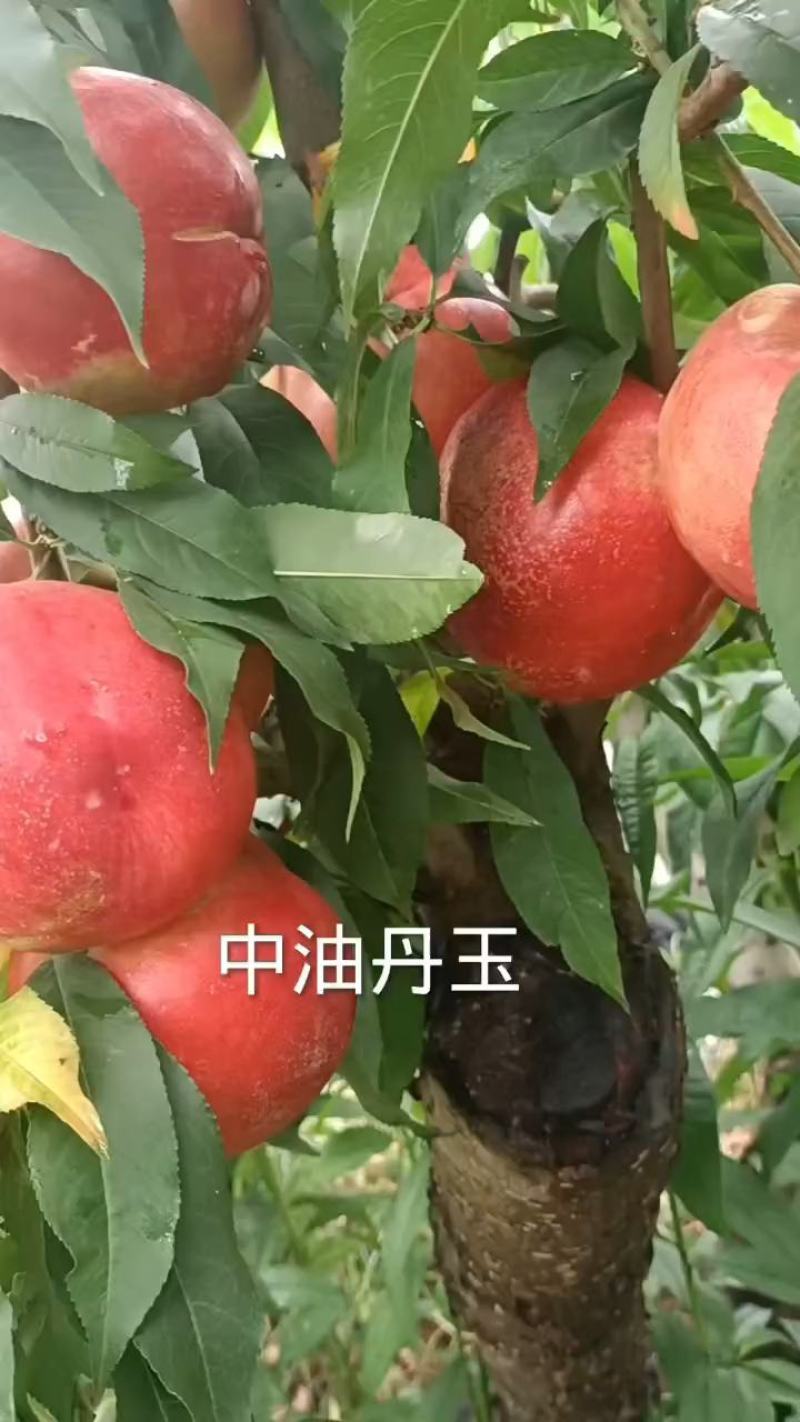 新品种桃树苗