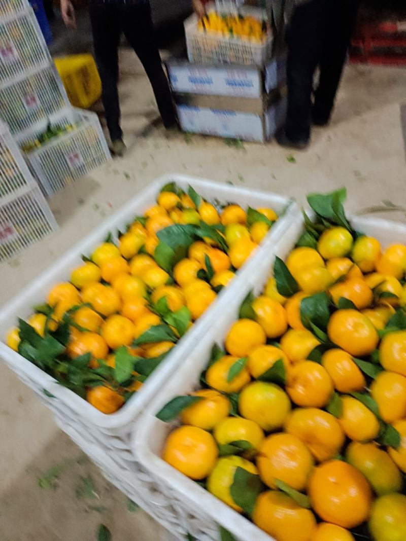 中熟密桔