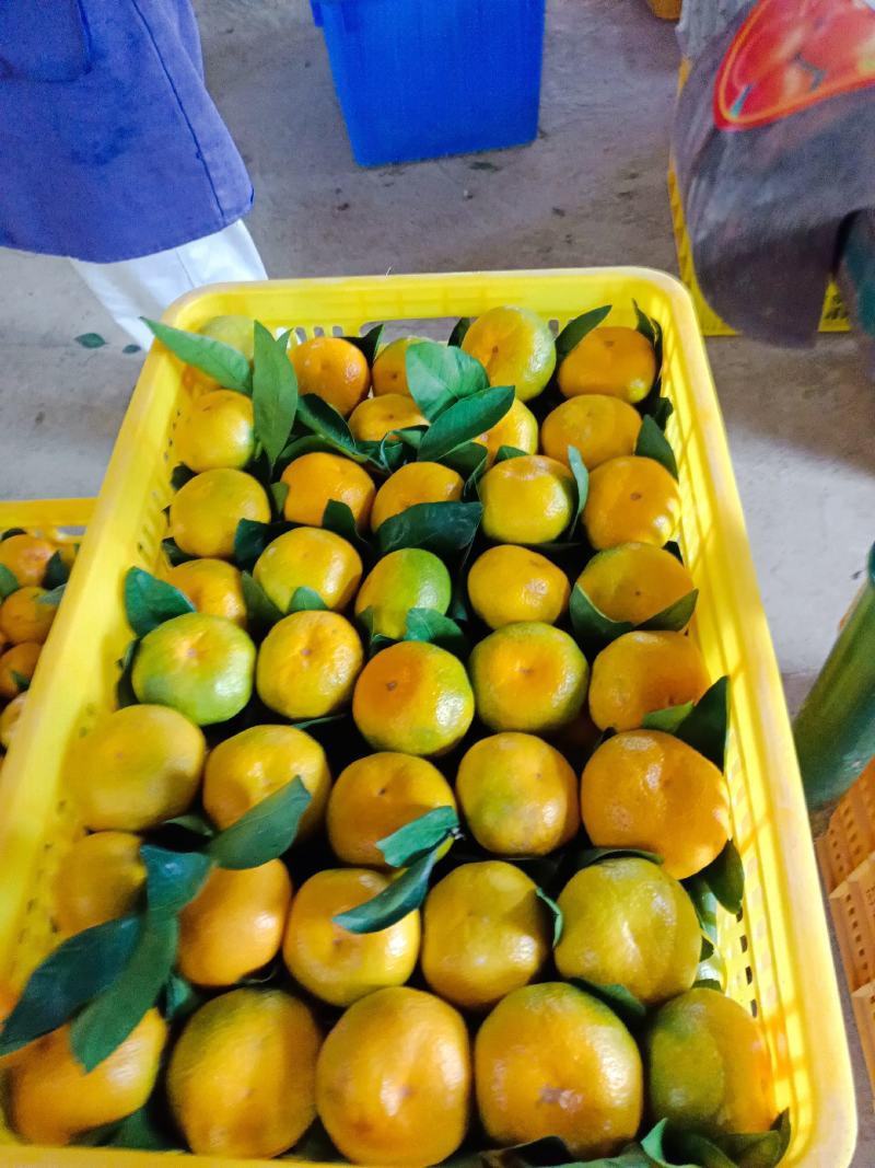 中熟密桔