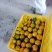 中熟密桔