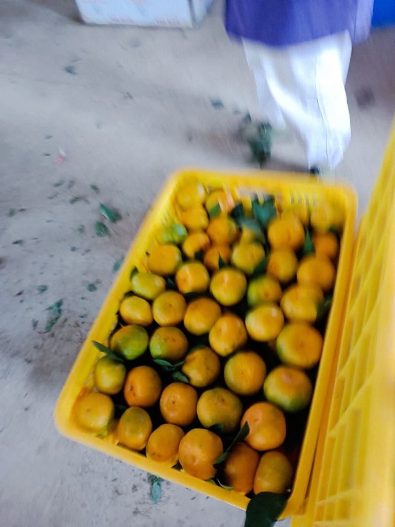 中熟密桔