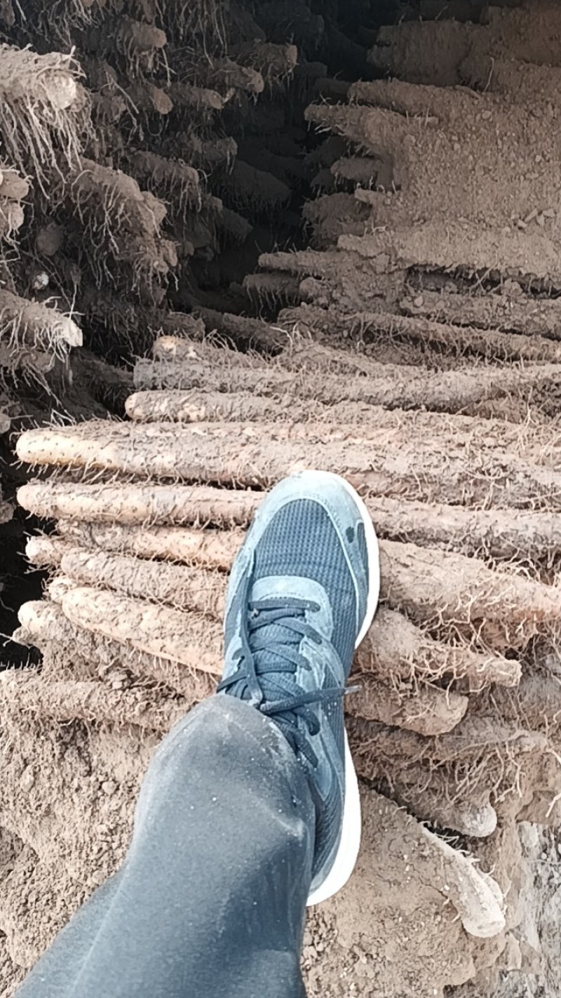 麻山药地头价直接出货可视频看货欢迎咨询