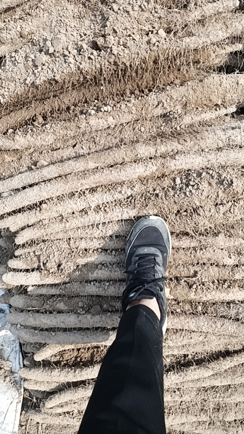 麻山药地头价直接出货可视频看货欢迎咨询