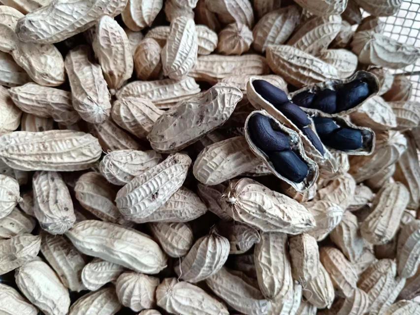 展示纯黑玛卡的主要营养成分及其比例 纯黑玛卡的营养成分分析图