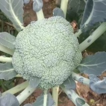 精品西兰花两指把大量有货需要的联系我
