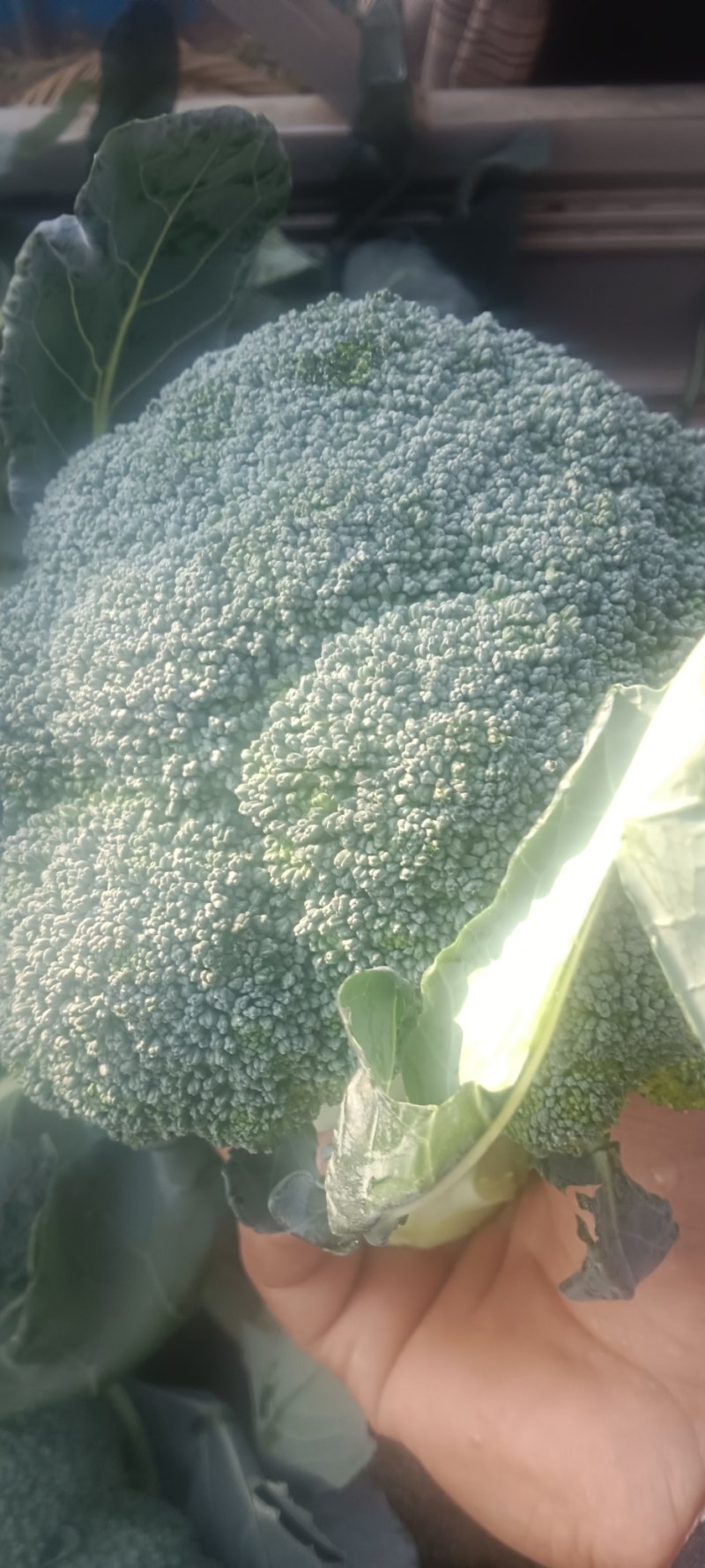 精品西兰花两指把大量有货需要的联系我