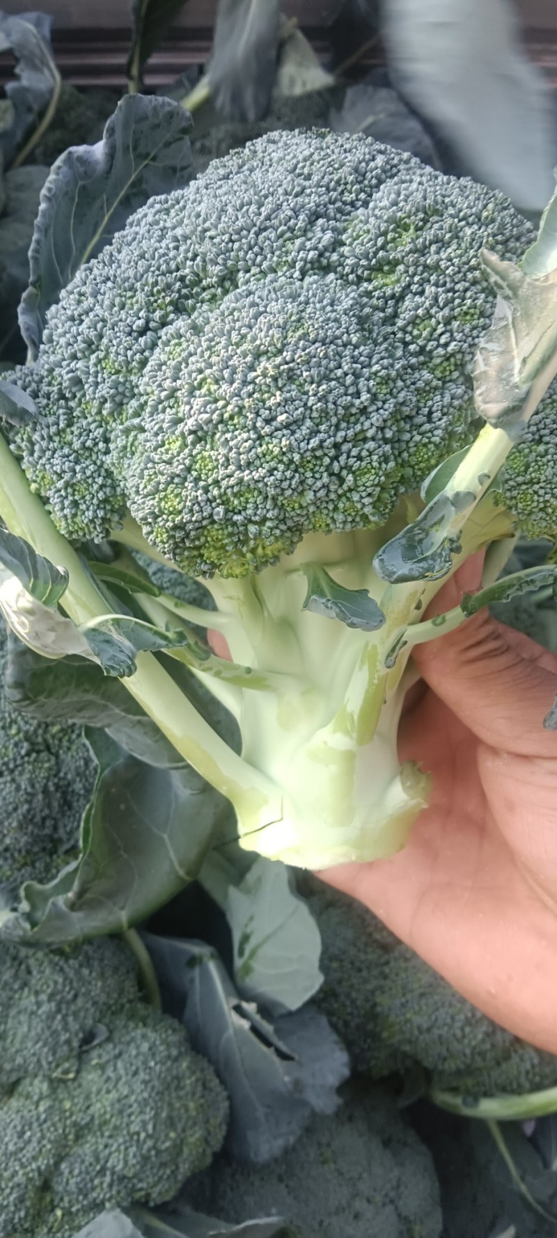 精品西兰花两指把大量有货需要的联系我